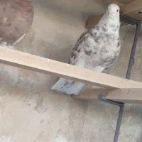 کبوتر پرشی اصیل - حاصل ۳۵ سال تجربه