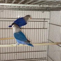 طوطی کوتوله برزیلی|پرنده|زاهدان, |دیوار