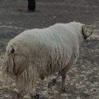 قوچ   برای گله