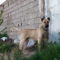 واگذاری سگ سرابی نر ۱۹ ماهه