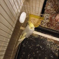 عروس طوطی|پرنده|تبریز, |دیوار