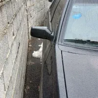 پراید ۱۳۱ مدل ۸۲|خودرو سواری و وانت|لواسان, |دیوار