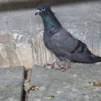 ماده دمگیرفیروزه ای کاکول