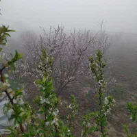 باغ ویلا|فروش خانه و ویلا|اراک, |دیوار