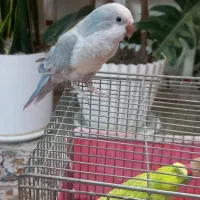 طوطی راهب کواکر بالغ نر