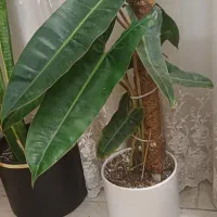 گل های فیلودندرون و آگلونما