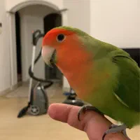 طوطی گم شده لطفا پیدا کنید|حیوانات|کلاله, |دیوار