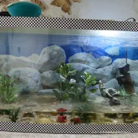 آکواریوم ماهی