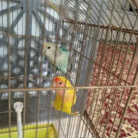 دو عدد جوجه کوتوله