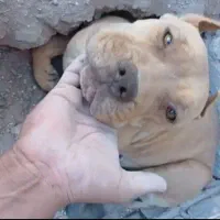 پیتبول ماده و توله