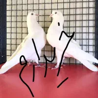 کفتر سفید مهر چشم سفید