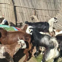 قیمت نقد|حیوانات مزرعه|آسمینون, |دیوار