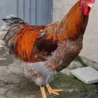 خروس ویاندوت بلورد (خروس زینتی)|حیوانات مزرعه|گتاب, |دیوار