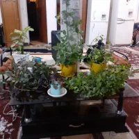 خوابگاه دانشجویی کارمندی|اجارهٔ کوتاه‌مدت آپارتمان و سوئیت|کرمانشاه, |دیوار