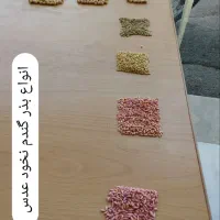 خرید فروش انواع حبوبات انواع بذر گندم درجه یک|عمده‌فروشی|الیگودرز, |دیوار