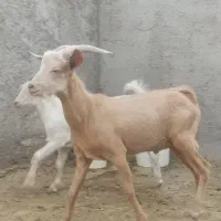 بز نر