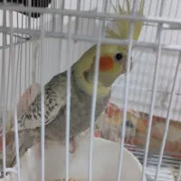 عروس هلندی. جوجه|پرنده|آشخانه, |دیوار