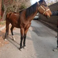 مادیان قدم آرام|اسب و تجهیزات اسبسواری|مشهد, شهرک صنعتی توس|دیوار