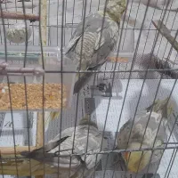 عروس هلندی|پرنده|رشت, بیجارپس|دیوار