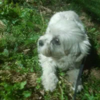 سگ ماده خوشگل|سگ|هشتگرد, شهرک بعثت|دیوار