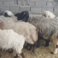 ۱۶راس گوسفند