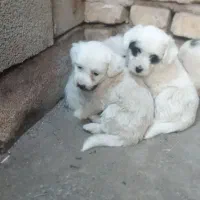 سگ پا کوتاه