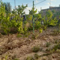 فروش زمین مسکونی|فروش زمین و ملک کلنگی|ملکان, |دیوار