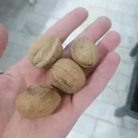 گردو تازه تویسرکان  پرچرب|خوردنی و آشامیدنی|قم, شهرک فاطمیه|دیوار