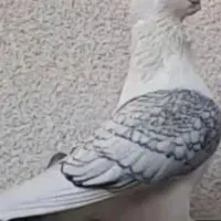 فروش یک عددکبوترنرطاووسی موشی