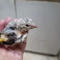 سهره ماده تازه تخت،زاده قفس نشانه دار|پرنده|الوند, |دیوار