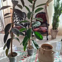 خدمات تعویض خاک گل وگیاه درمنزل