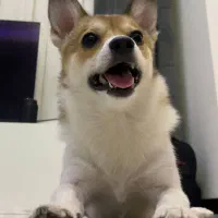 واگذاری پامرانین