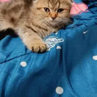 تخفیف ویژه برای واگذاری گربه اسکاتیش|گربه|لنگرود, |دیوار