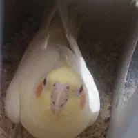 عروس هلندی ماده ونر