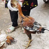 جوجه خروس لاری اصل ذات دار|حیوانات مزرعه|زاوه, |دیوار