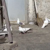 چند عدد کبوتر لرستانی|پرنده|تهران, استخر|دیوار