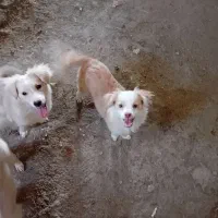 واگذاری|سگ|پیر بکران, |دیوار