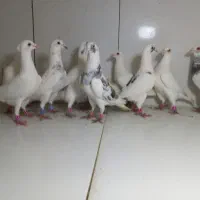 دسته ۱۵تایی پرشی نرسار دورگ