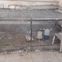 قفس فلزی پرنده