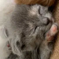 بچه گربه