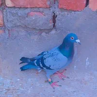 کبوتر|پرنده|سراوان, |دیوار