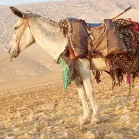 قیمت 19|حیوانات مزرعه|آبدانان, |دیوار