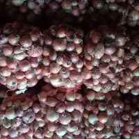 پیاز تمیز سورت شده