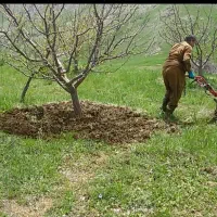 شخم پاییزه درختان وچال کود