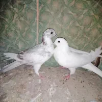 کبوتر پرشی|پرنده|نقده, |دیوار