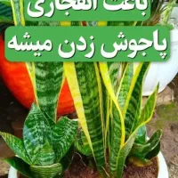 قرص کود ارگانیک رشد سریع گیاه پک کامل ۱۲۰ عددی|گل و گیاه طبیعی|اردبیل, |دیوار