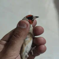 دو عدد سهره جوجه قفس و بیابونی|پرنده|پردیس, فاز ۲|دیوار