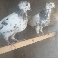 یک جفت جوجه تازه پر در آوردن واکسن شده