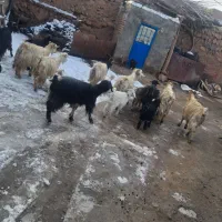 ۱۱راس بز جوان بره دار