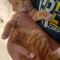 واگزاری رایگان گربه نارنجی